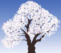 Illustrator名人道 イラレ道場 イラストレーターで桜の木を書きましょう 完結編